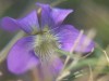 IMG_8247a