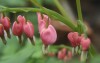 IMG_8268a