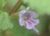 IMG_8374a