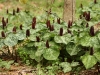 Trilliums