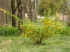 Forsythia