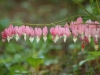 Bleeding Heart