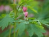 Bleeding Heart