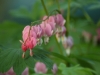 Bleeding Heart