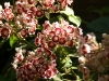 Mountain Laurel