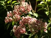 Mountain Laurel