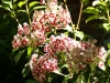 Mountain Laurel