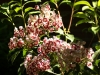 Mountain Laurel